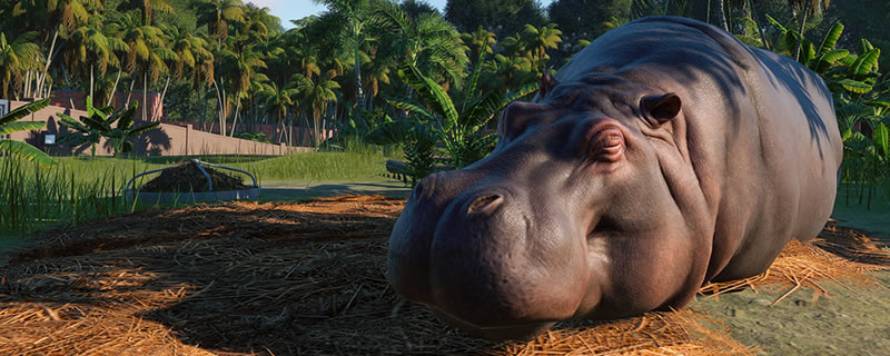 Zoo Tycoon 3: Hippopotamus 